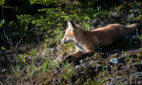 Volpe Rossa Animale Natura Fauna — Foto Stock