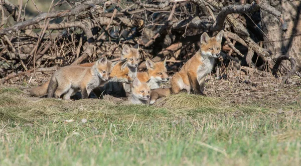 Raposas Vermelhas Animais Natureza Fauna — Fotografia de Stock