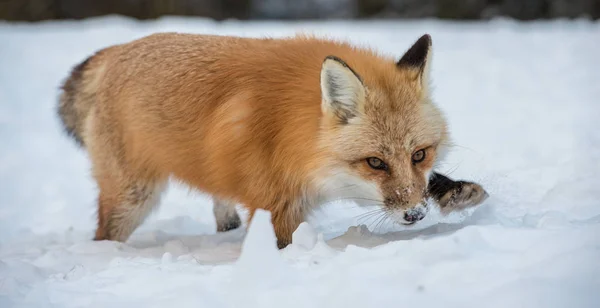 red fox, animal. Nature, fauna