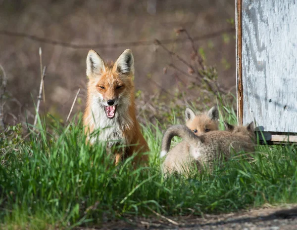 Röda Rävar Djur Natur Fauna — Stockfoto