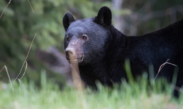 Oso Negro Salvaje Naturaleza Fauna — Foto de Stock