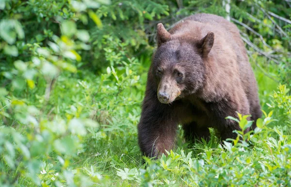 Wilde Zwarte Beer Natuur Fauna — Stockfoto