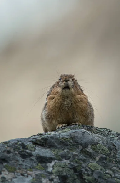 Pika Divočině — Stock fotografie