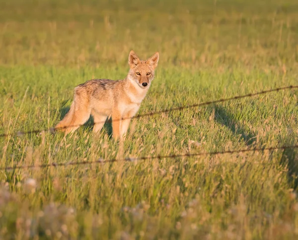 Coyote Sauvage Nature Faune — Photo