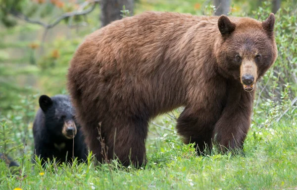 Divocí Černí Medvědi Příroda Fauna — Stock fotografie