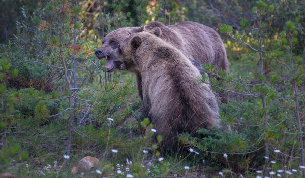 Wilde Grizzlys Natur Fauna — Stockfoto