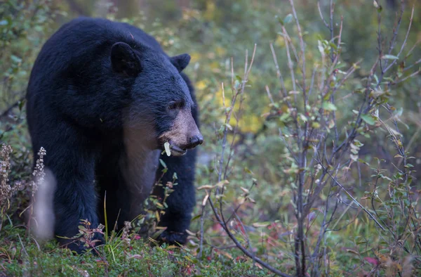 Черный Медведь Природа Фауна — стоковое фото