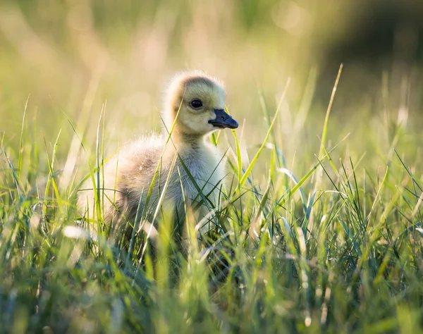 Ganso Canadá Estado Salvaje Pájaro Naturaleza Fauna — Foto de Stock