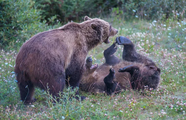 Divocí Medvědi Grizzly Příroda Fauna — Stock fotografie