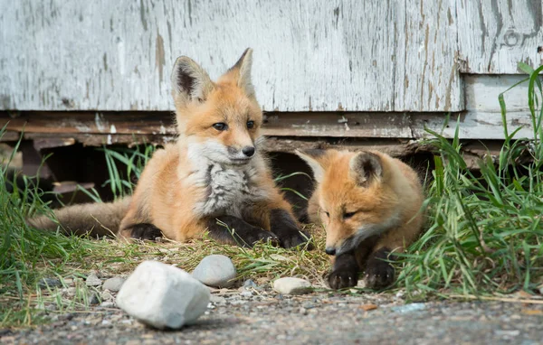 Röda Rävar Djur Natur Fauna — Stockfoto