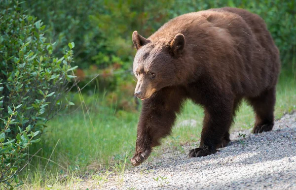 Urso Negro Selvagem Natureza Fauna — Fotografia de Stock