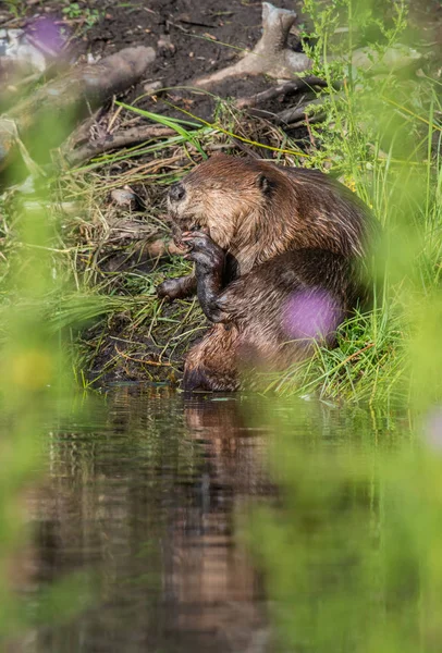 Biber Freier Wildbahn Tier Natur Fauna — Stockfoto