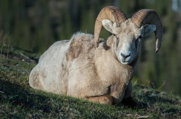 Wilde Bighorn Ram Dier Natuur Fauna — Stockfoto