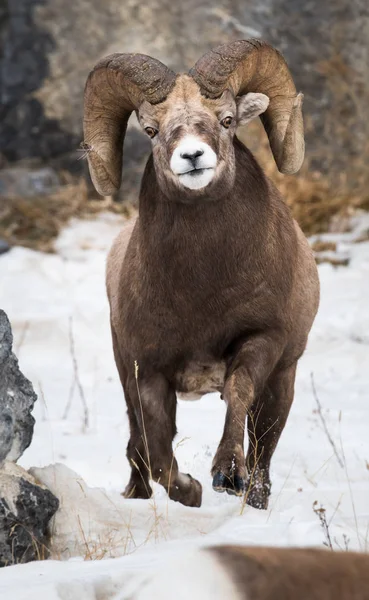 Wilde Bighorn Ram Dier Natuur Fauna — Stockfoto