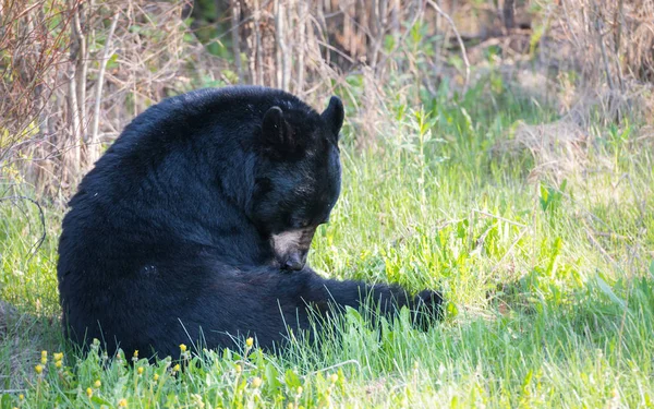 Ursul Negru Sălbatic Natură Faună — Fotografie, imagine de stoc