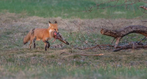 Rode Vos Dier Natuur Fauna — Stockfoto