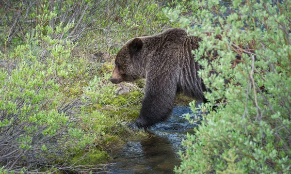 Divoký Medvěd Grizzly Příroda Fauna — Stock fotografie