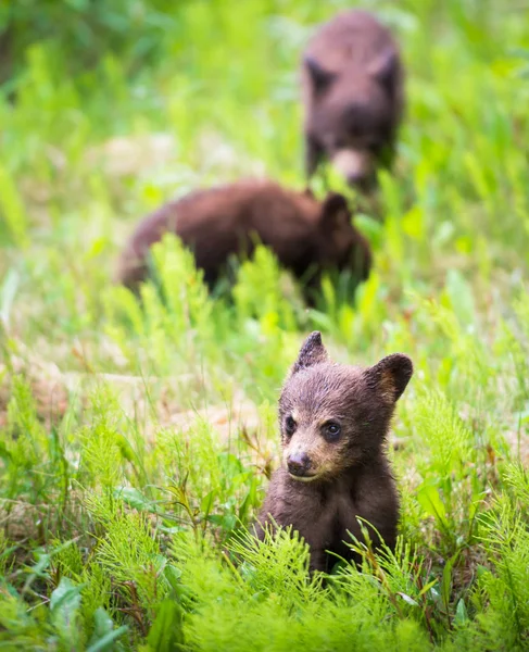 Wild Black Bears Nature Fauna — Stok fotoğraf