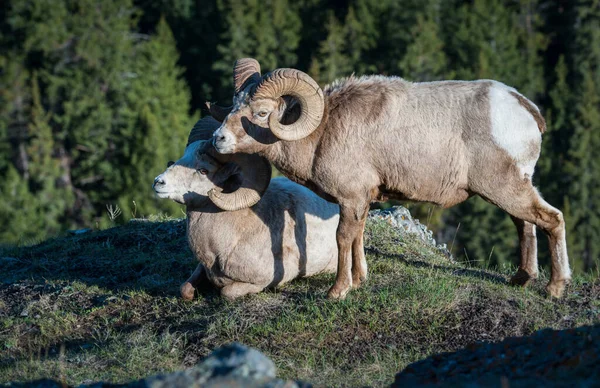 Rams Bighorns Selvagens Animais Natureza Fauna — Fotografia de Stock
