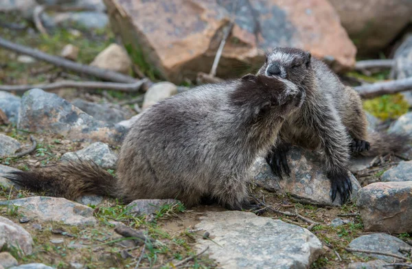 Marmotas Estado Salvaje Animales Naturaleza Fauna — Foto de Stock