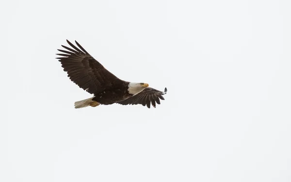 Weißkopfadler — Stockfoto