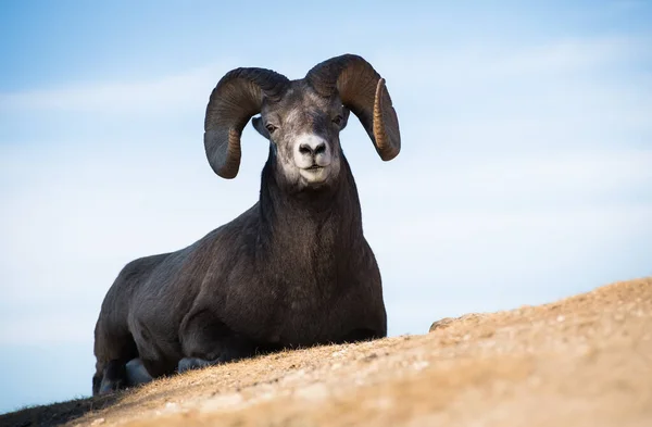 Bighorn Sheep Ram Natureza Fauna — Fotografia de Stock