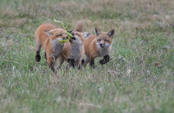 red foxes, animals. Nature, fauna