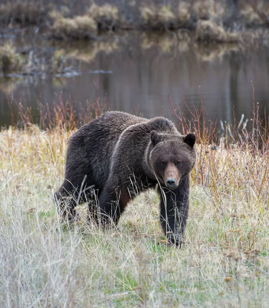 Urso Pardo Selvagem Natureza Fauna — Fotografia de Stock