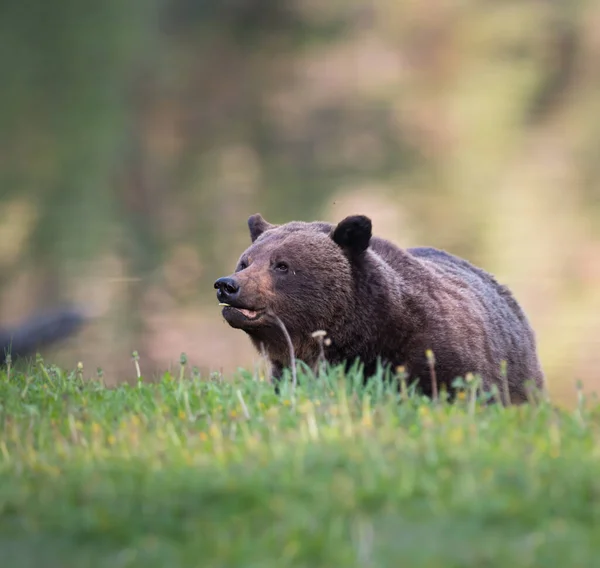 Dziki Niedźwiedź Grizzly Natura Fauna — Zdjęcie stockowe