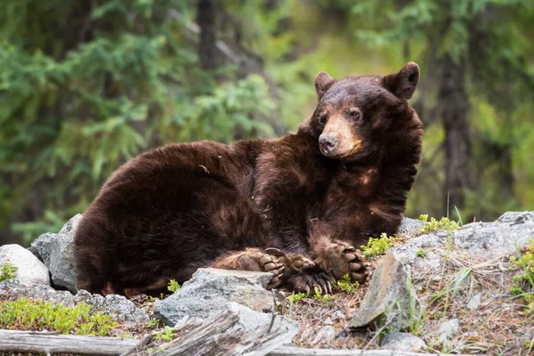 Άγρια Μαύρη Αρκούδα Φύση Πανίδα — Φωτογραφία Αρχείου