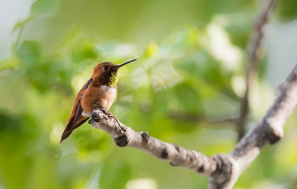 Colibrí Salvaje Pájaro Naturaleza Fauna —  Fotos de Stock