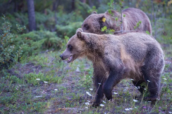 Wild Grizzly Bears Nature Fauna — Stock Photo, Image