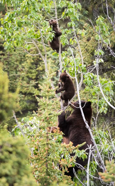 Osos Negros Salvajes Naturaleza Fauna — Foto de Stock