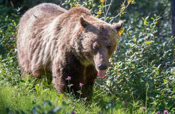 Vad Grizzly Medve Természet Állatvilág — Stock Fotó