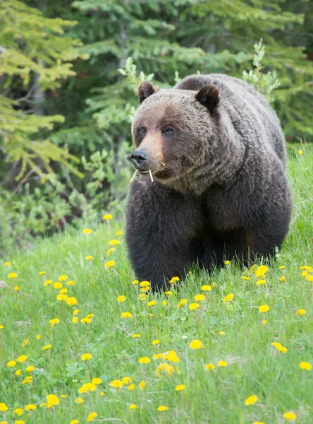 Wild Grizzly Bear Nature Fauna — Stock Photo, Image