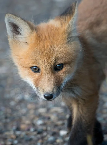 Renard Roux Animal Nature Faune — Photo