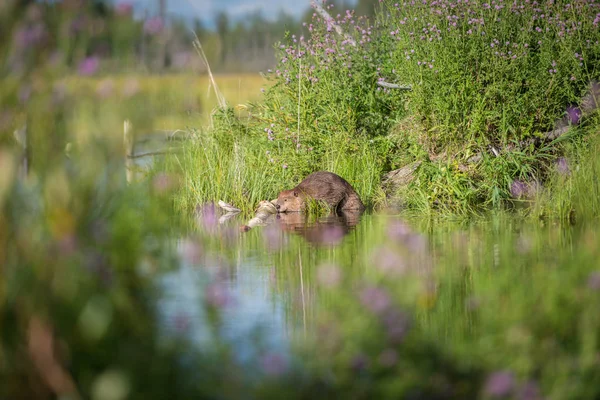 Beaver Wild Animal Nature Fauna — 스톡 사진