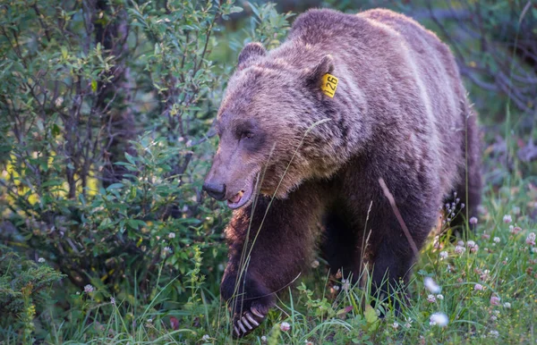 Dziki Niedźwiedź Grizzly Natura Fauna — Zdjęcie stockowe