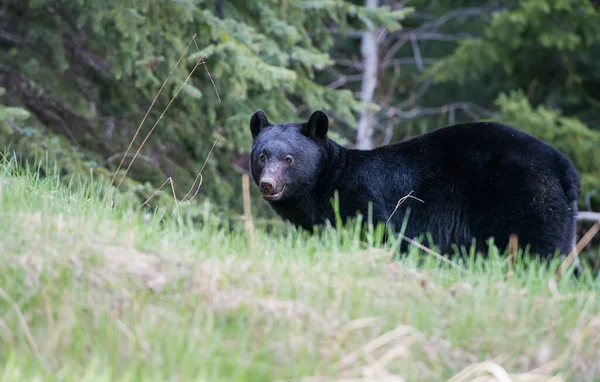 Oso Negro Salvaje Naturaleza Fauna — Foto de Stock