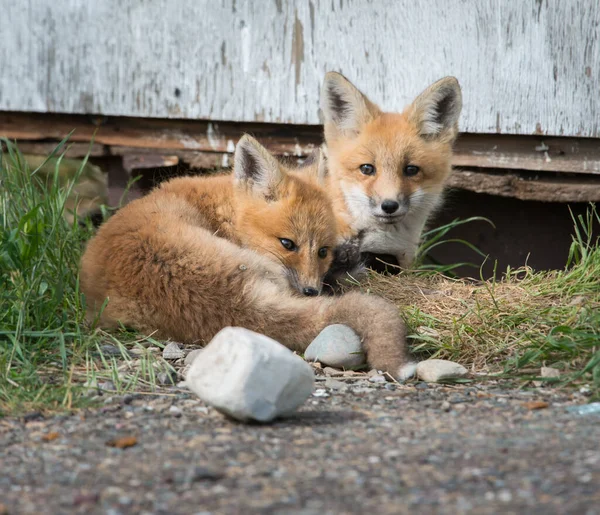 red foxes, animals. Nature, fauna