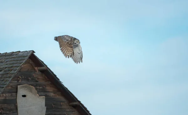 Chouette Sauvage Oiseau Nature Faune — Photo