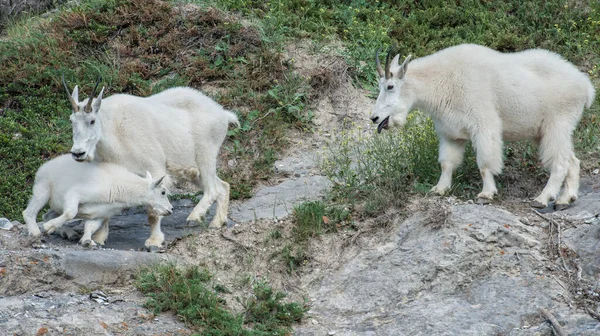 Cabras Montaña Animales Naturaleza Fauna — Foto de Stock