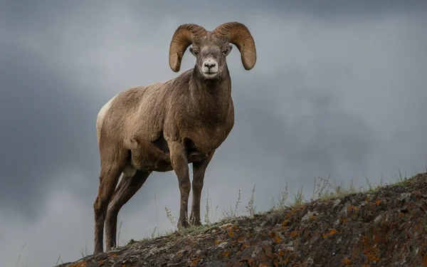 Wilde Bighorn Ram Dier Natuur Fauna — Stockfoto