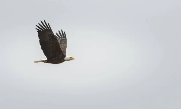 Adler Freier Wildbahn Vogel Natur Fauna — Stockfoto