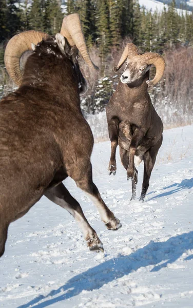 Bighorn Sheep Rams Nature Fauna — Stock Photo, Image