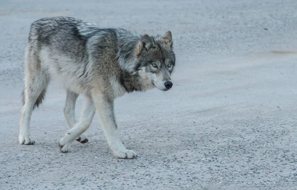 Λύκος Άγρια Κατάσταση Ζώο Φύση Πανίδα — Φωτογραφία Αρχείου