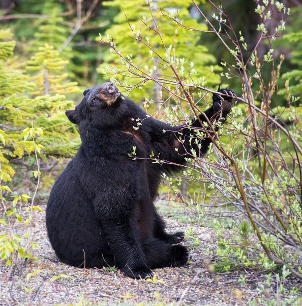 Schwarzbär — Stockfoto