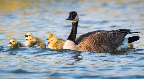 Bernaches Canada Dans Nature Oiseaux Nature Faune — Photo