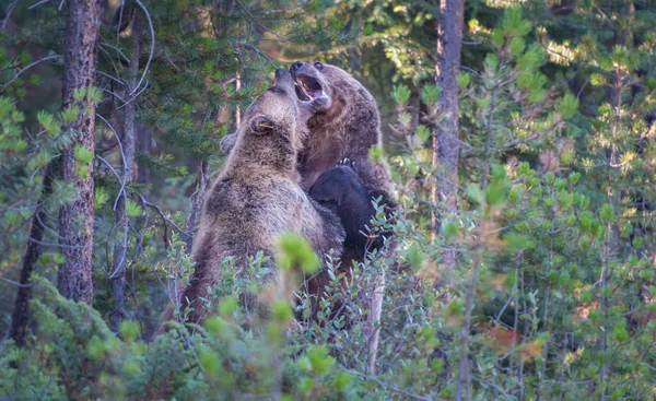 Dzikie Niedźwiedzie Grizzly Natura Fauna — Zdjęcie stockowe