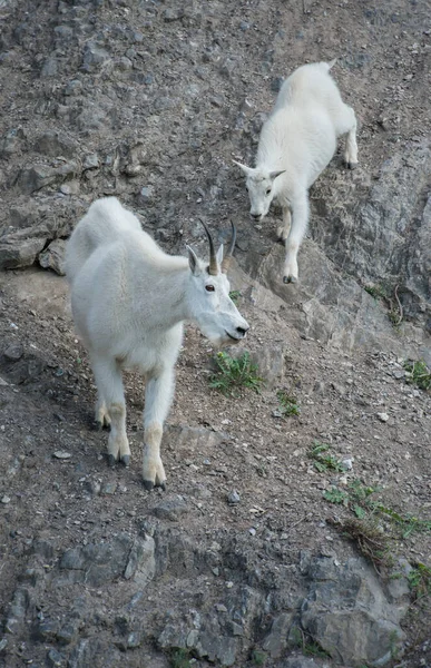 Cabras Montaña Animales Naturaleza Fauna —  Fotos de Stock